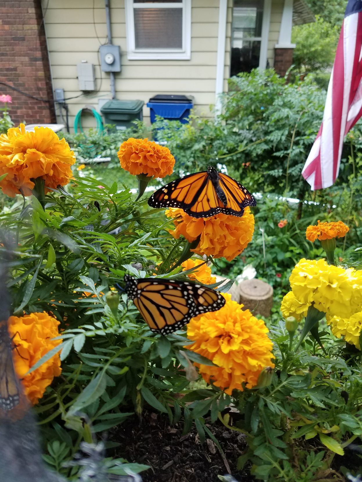 Monarch nursery